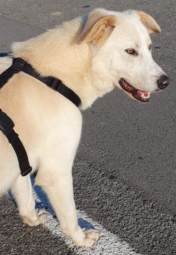 IVOO tenerissimo cagnoletto (nato a inizio 2022) Foto 5